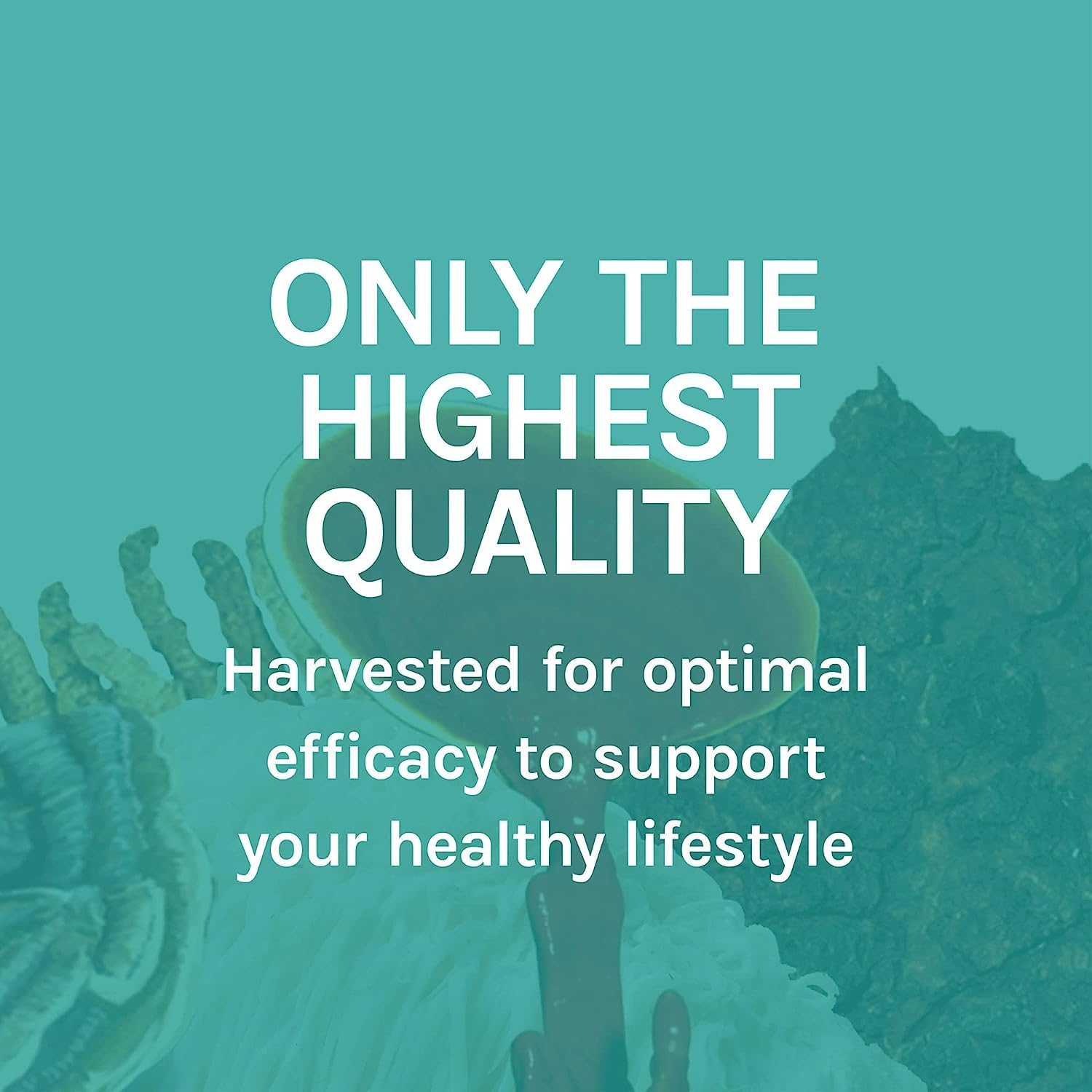 Host Defense MycoBotanicals, 60 Capsules