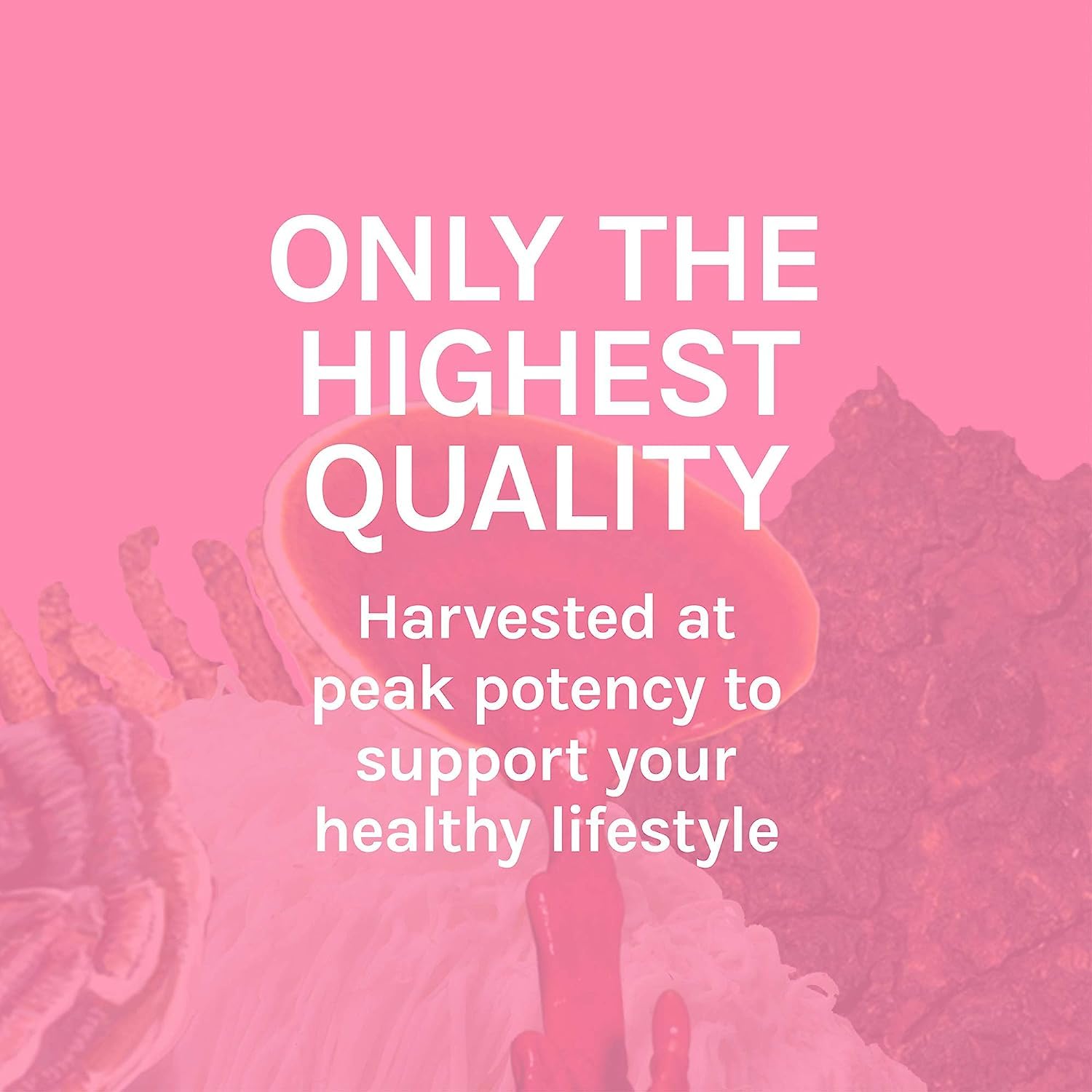 Host Defense Turkey Tail Capsules